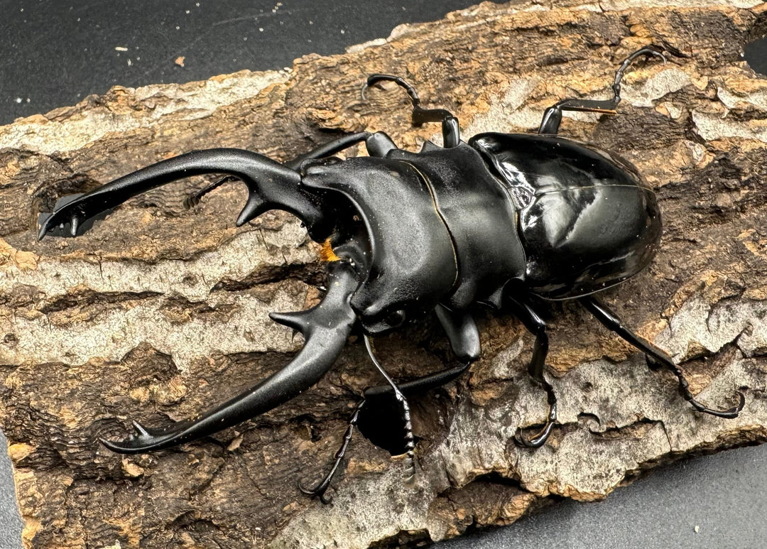 【WD】《インターメディアツヤクワガタ 88mm ペア》