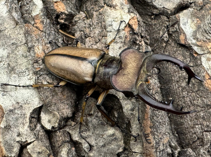 【WD】《デラバイミヤマ 47mm B品ペア》