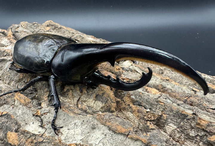 《ヘラクレス・ヘラクレス 144mm ペア》