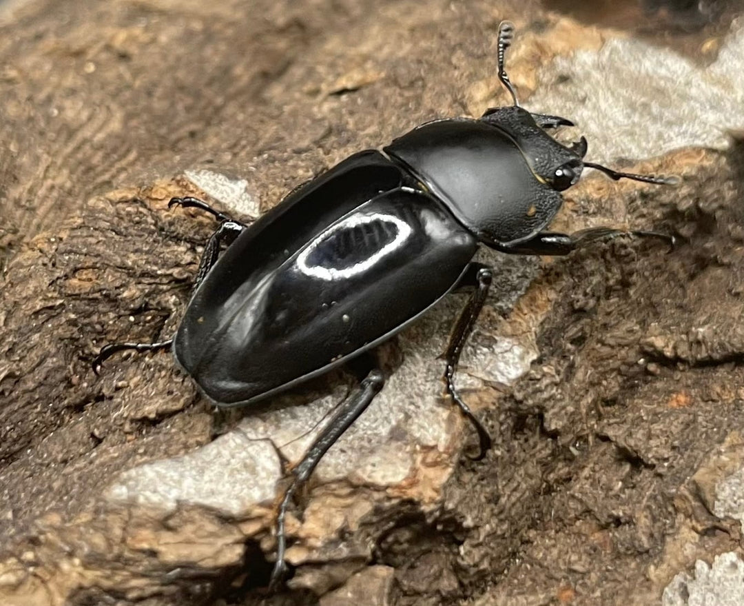 【WD】超貴重種《スピネウスノコギリクワガタ 40.5mmUP ペア》