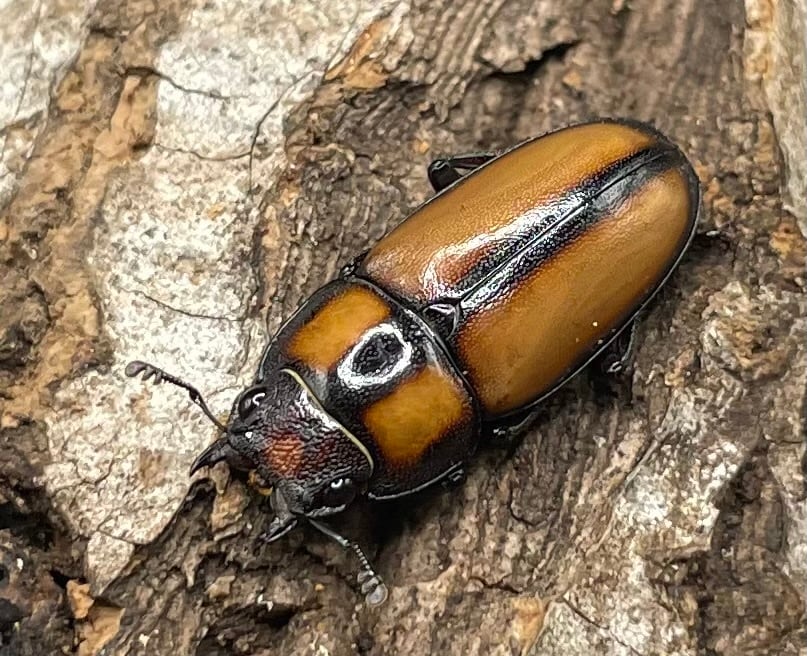 【WD】《スツラリスノコギリクワガタ 32.5mm ♂♀♀トリオ》