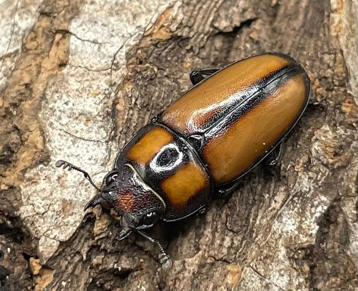 【WD】《スツラリスノコギリクワガタ 32.5mm ♂♀♀トリオ》