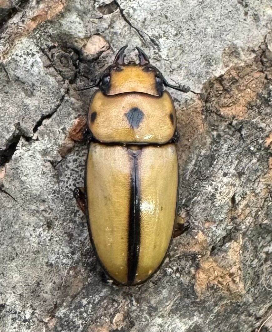 【WD】《オキピタリスノコギリ亜種astericus 27mm ペア》