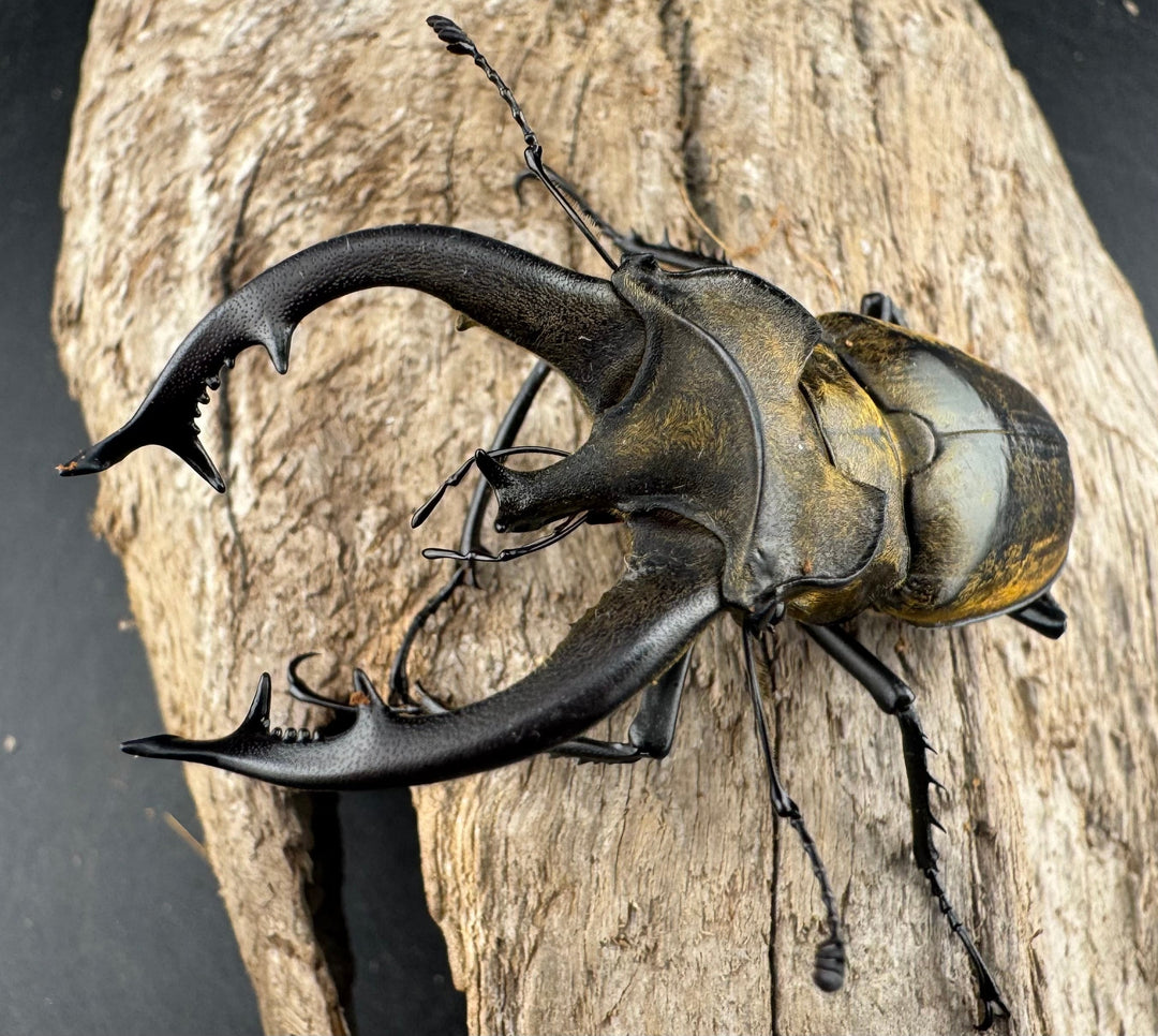 【WD】《チベットミヤマ亜種singularis 67.5mm ペア》