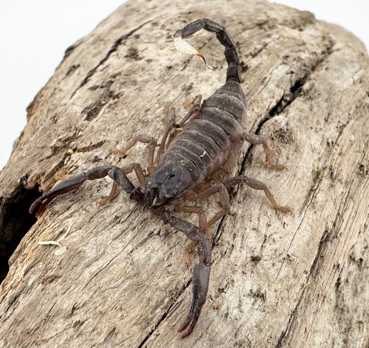 【CH】《スワンメルダムオオハカリサソリ ベビーヤング》