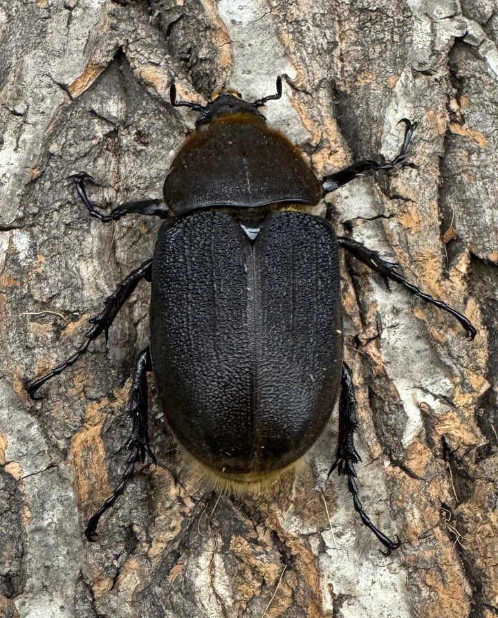 《ヘラクレス・ヘラクレス 126mm ペア》