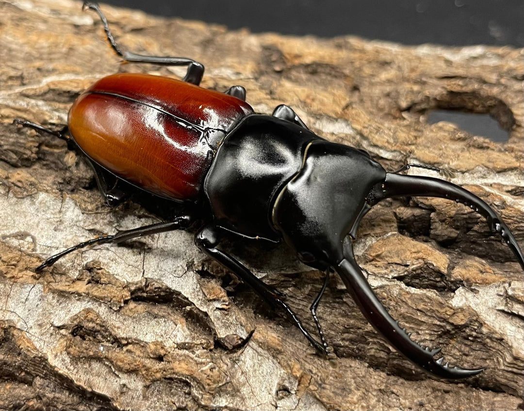 《アローコクワ亜種リエン 64mm ♂♀♀トリオ》