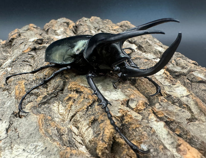 【WD】《インドアトラスオオカブト亜種マンテツ ラオス産 90mm ペア》