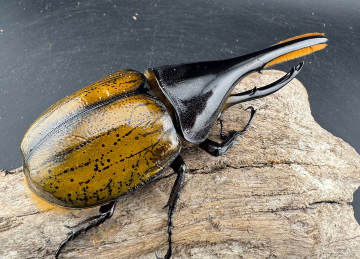 《 ヘラクレス・モリシマイ 煌血統アウトライン 123mm ペア》inohiro109氏ブリード個体