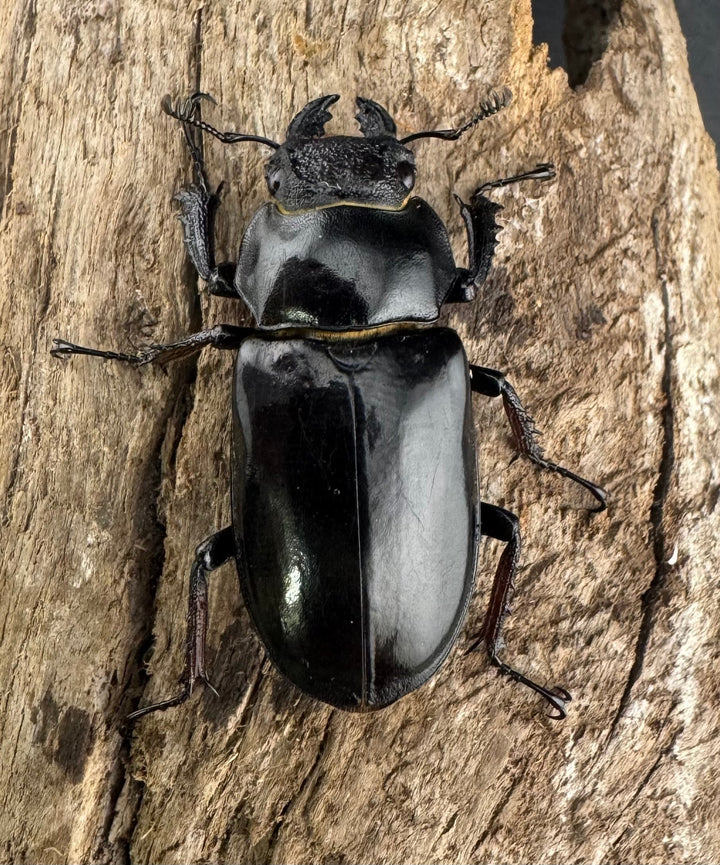 【WD】《チェンミヤマ メトク産 68mm ペア》