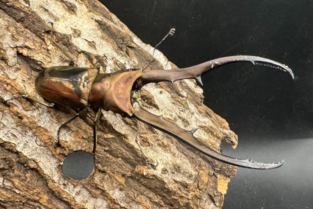 【WD】《メタリフェルホソアカ 83mm ペア》