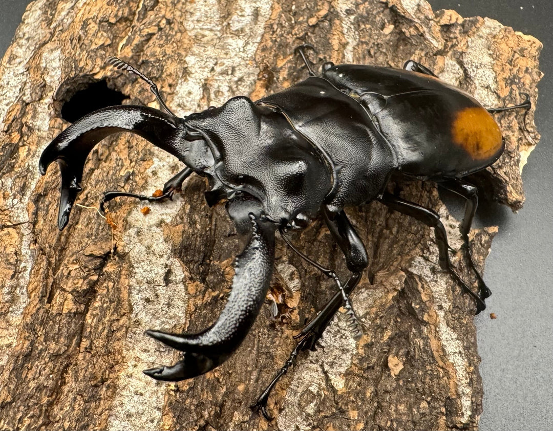 【WD】《セアカフタマタ（パリーフタマタ） 80.5mm ペア》