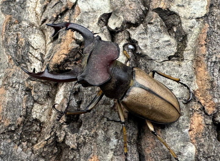 【WD】《デラバイミヤマ 49mm A'品ペア》