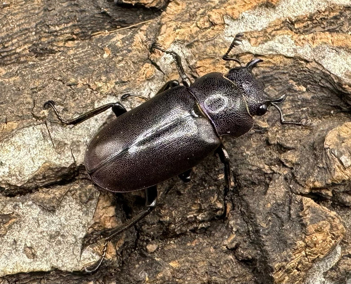 【美麗】《メタリフェルホソアカ 75mm ペア》わたくわ氏ブリード個体