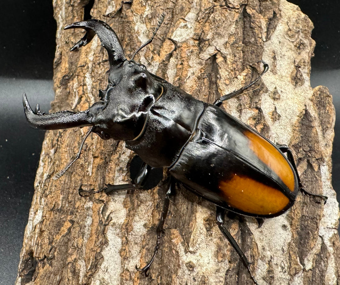 【WD】《セアカフタマタ（パリーフタマタ） 85mm ペア》