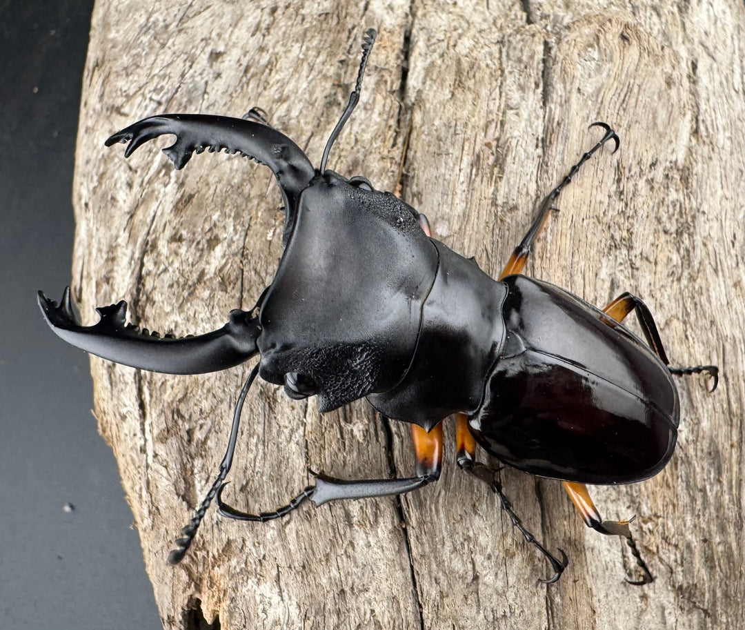 【WD】《インペリアリスツヤ亜種komorii 65mm ペア》