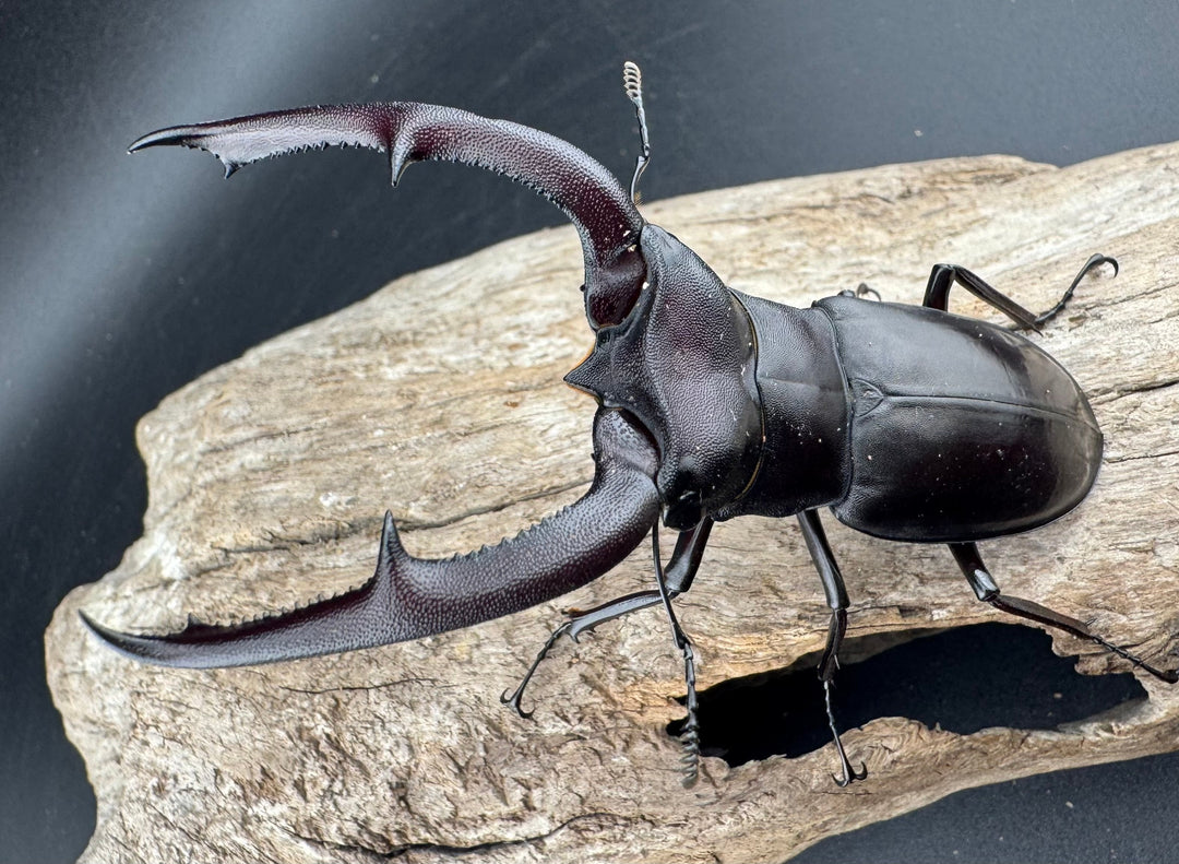 【WD】《マンディブラリスフタマタ 89.5mm ペア》