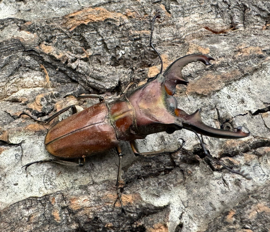 【WD】《ズベールホソアカ ミンダナオ産 46.5mm A'品ペア》