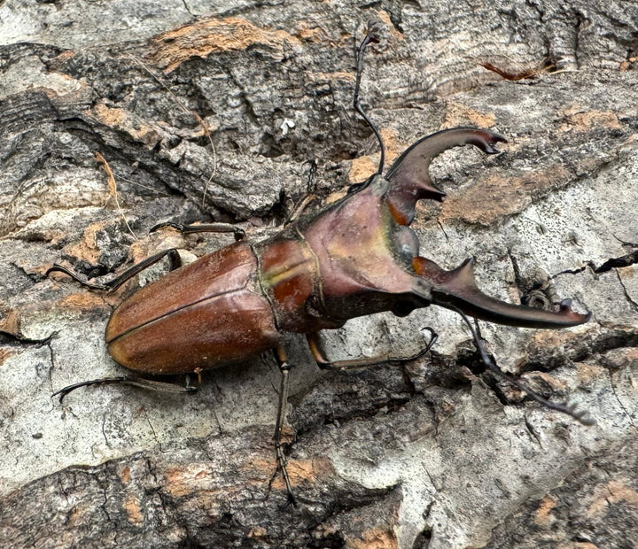 【WD】《ズベールホソアカ ミンダナオ産 46.5mm A'品ペア》