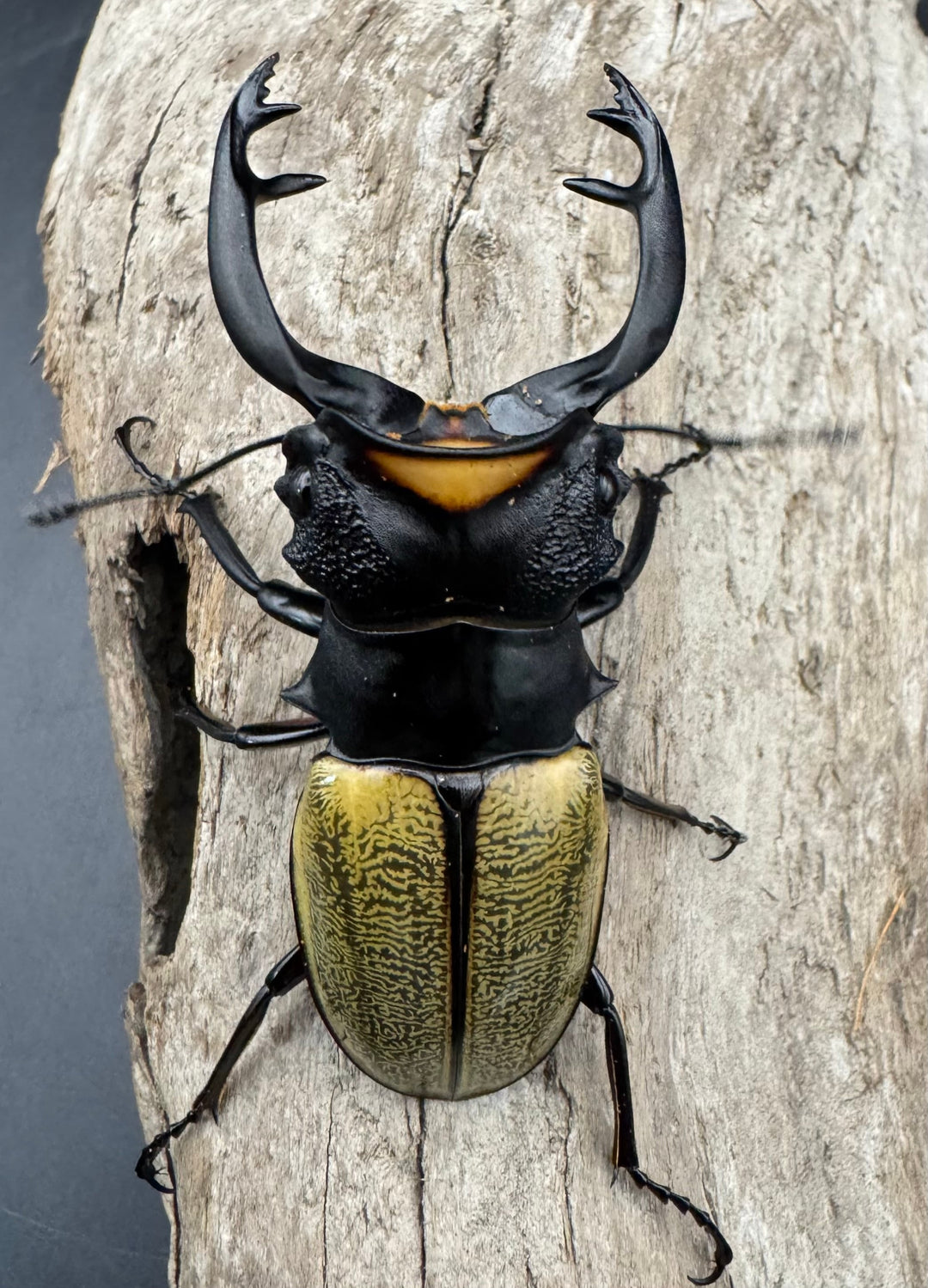 【WD】《スペクタビリスツヤクワガタ 73.5mm ペア》