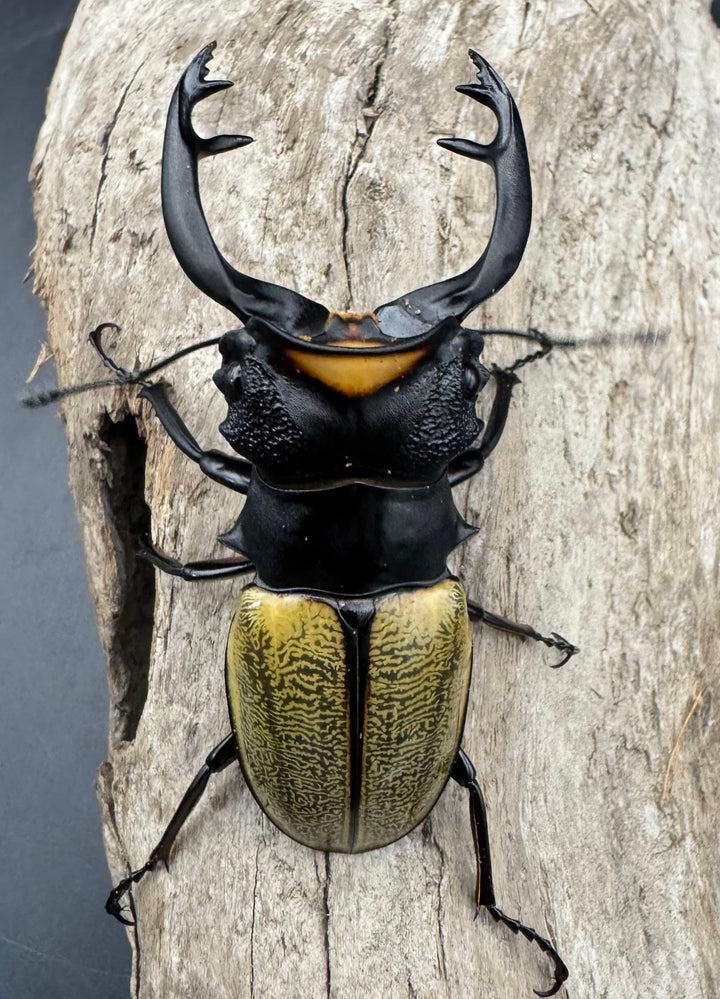 【WD】《スペクタビリスツヤクワガタ 73.5mm ペア》