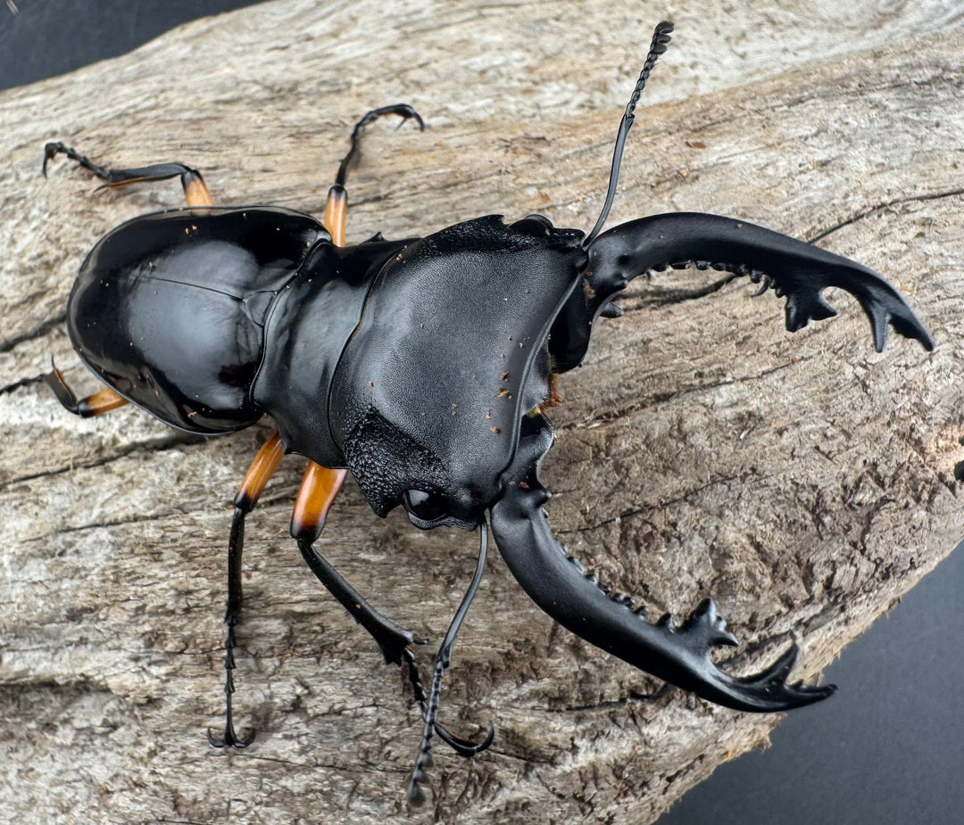 【WD】《インペリアリスツヤ亜種komorii リサル産 67.5mm ペア》