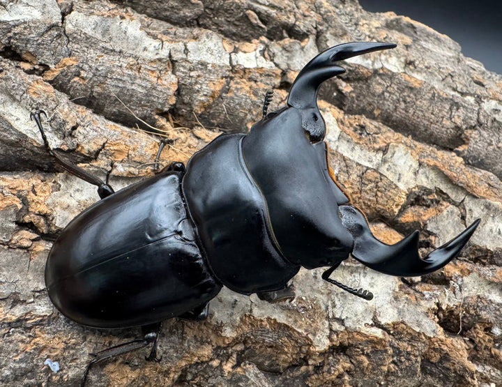 《マレーアンタエウス ドルクスマンB血統 77mm ペア》