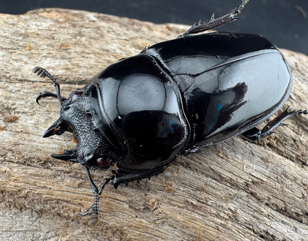 【赤目】《赤レギウスオオツヤクワガタ 魔閃紅血統 58mm ペア》inohiro109氏ブリード個体