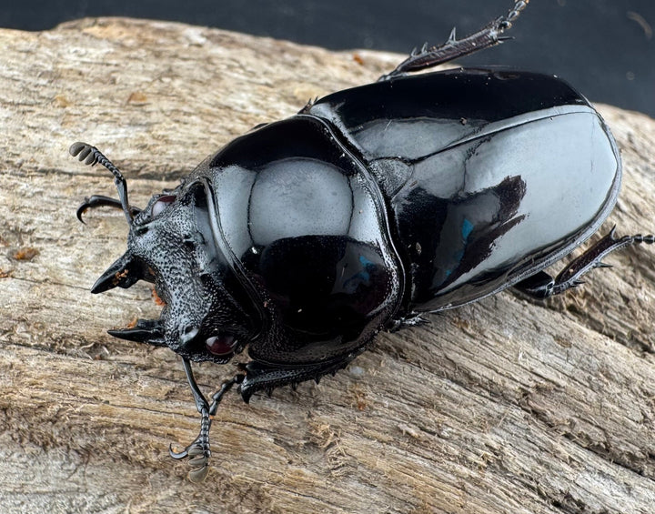 【赤目】《赤レギウスオオツヤクワガタ 魔閃紅血統 58mm ペア》inohiro109氏ブリード個体