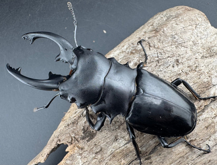 【WD】《インターメディアツヤクワガタ ロハス産 81mm ペア》