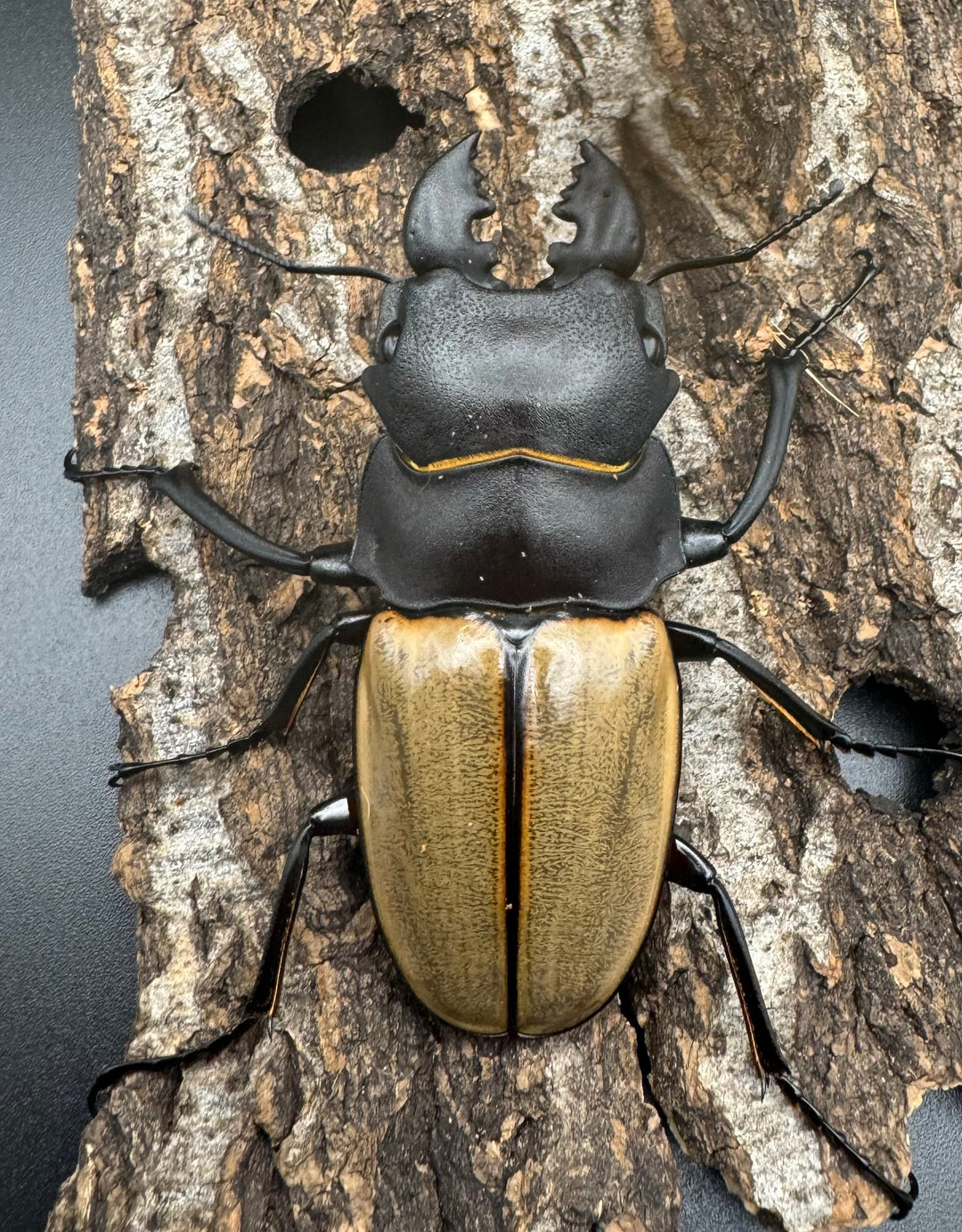 【WD】《カステルナウディツヤクワガタ 72.5ｍｍ ペア》