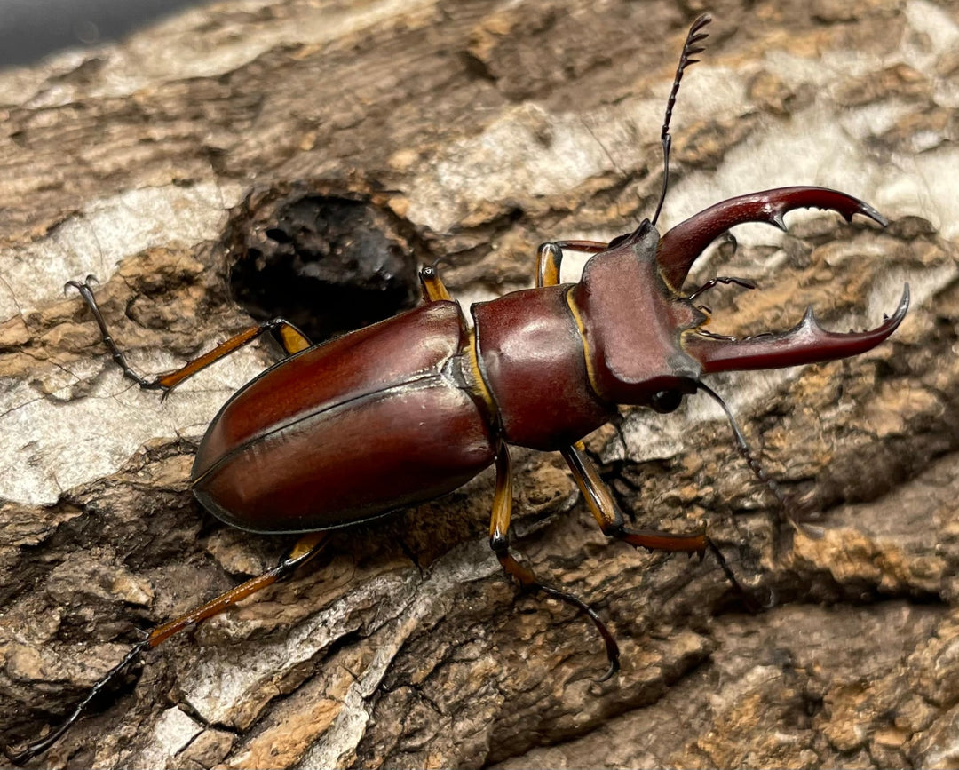 【WD】《ジュシャンミヤマ 41mm ペア》