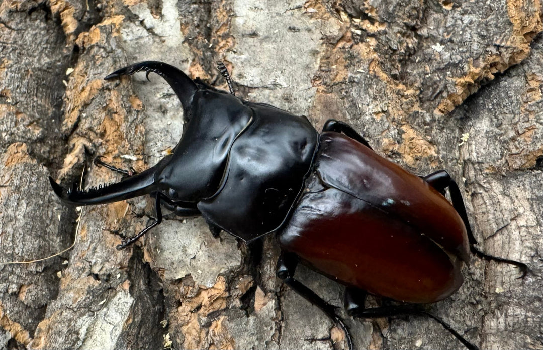 【WF1】《アローコクワ亜種リエン 65mm B品ペア》Moro氏ブリード個体