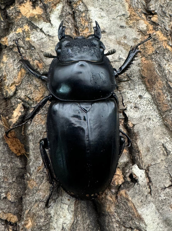 《インドアンタエウス タイガーヒル産 74mm ペア》