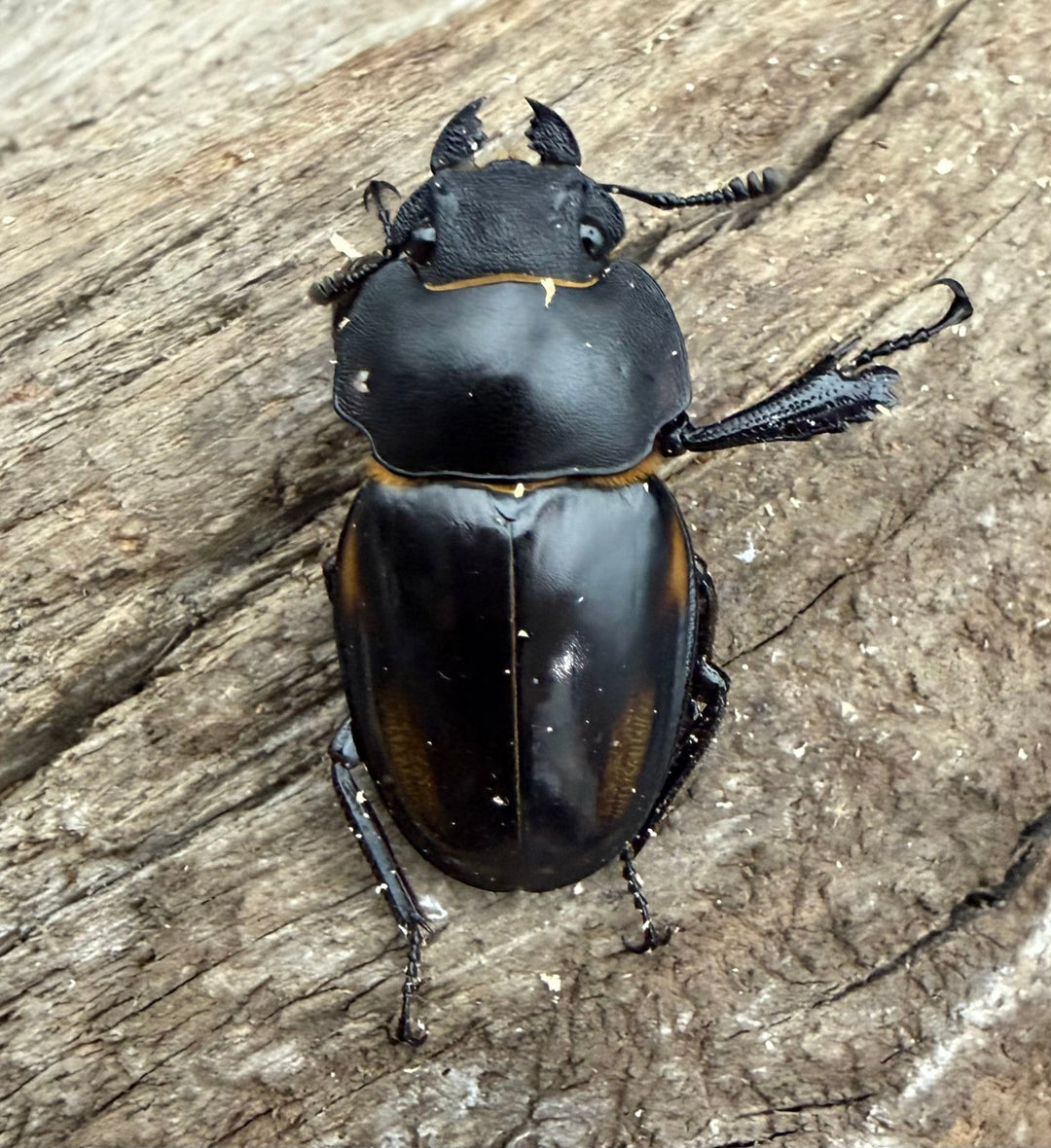 【WD】《ゾンメルツヤクワガタ ボルネオ産 59.5mm ペア》