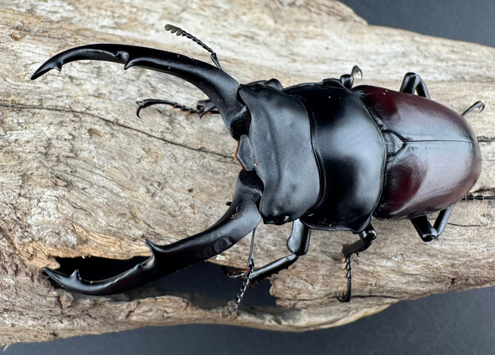 【WD】《ドンキエルコクワ原名亜種 72.5mm ♂♀♀トリオ》