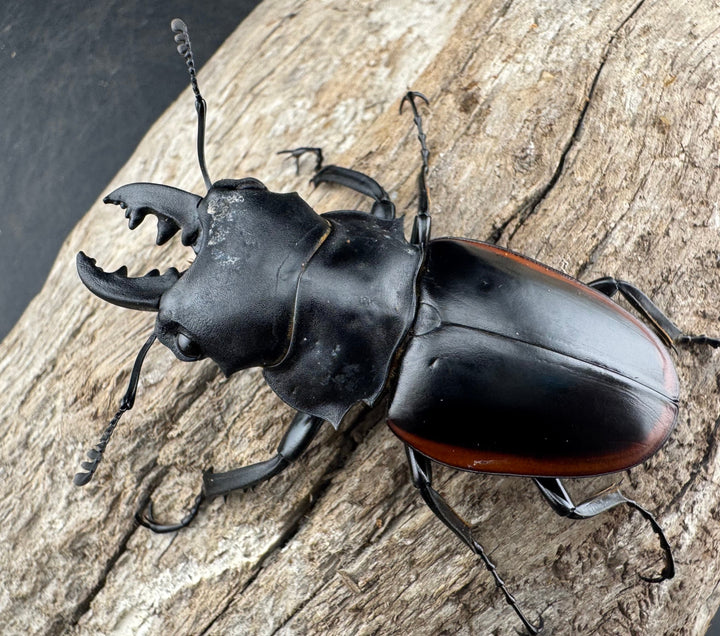 【WD】《クベラツヤクワガタ亜種sinensis 海南省産 58mm ペア》