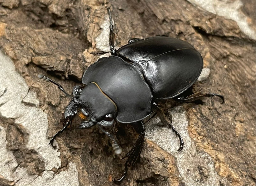 【WD】《プラティノータツヤクワガタ 42mmUP ペア》