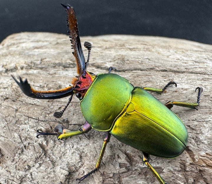 【WD】《パプアキンイロクワガタ アルファック産 39mm ペア》