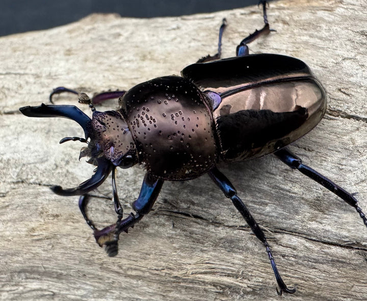 《ドウイロクワガタ Free ペア》inohiro109氏ブリード個体