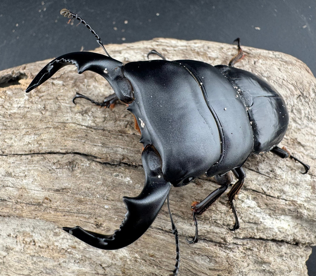 【WD】《ダイオウヒラタ 東ジャワ産 82.5mm ペア》