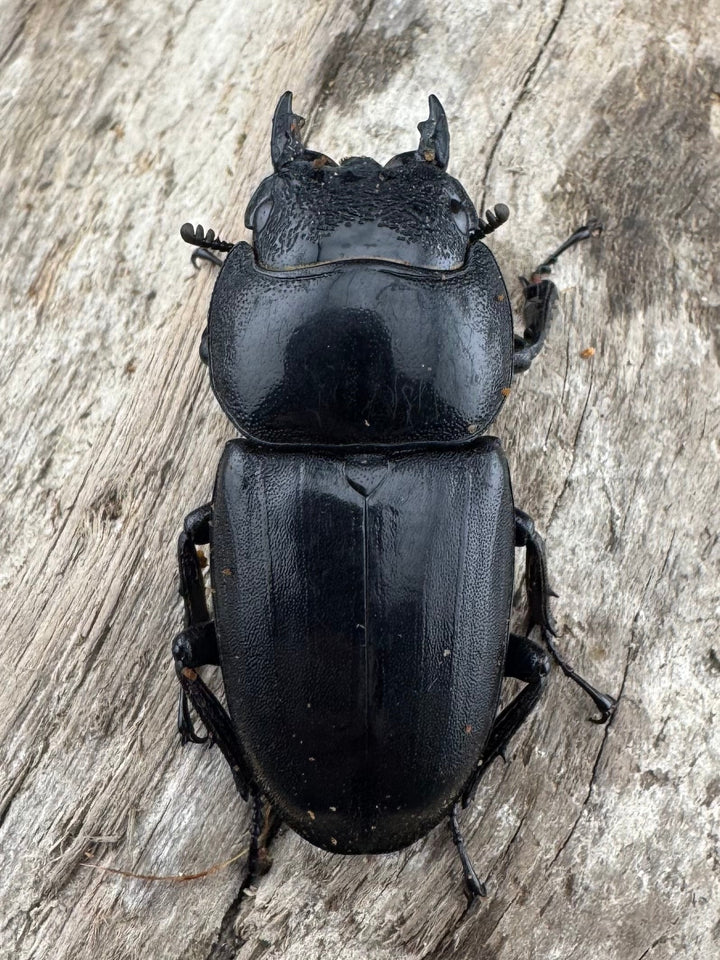 【WD】《ミンダナオヒラタ キダパワン産 93mm ペア》