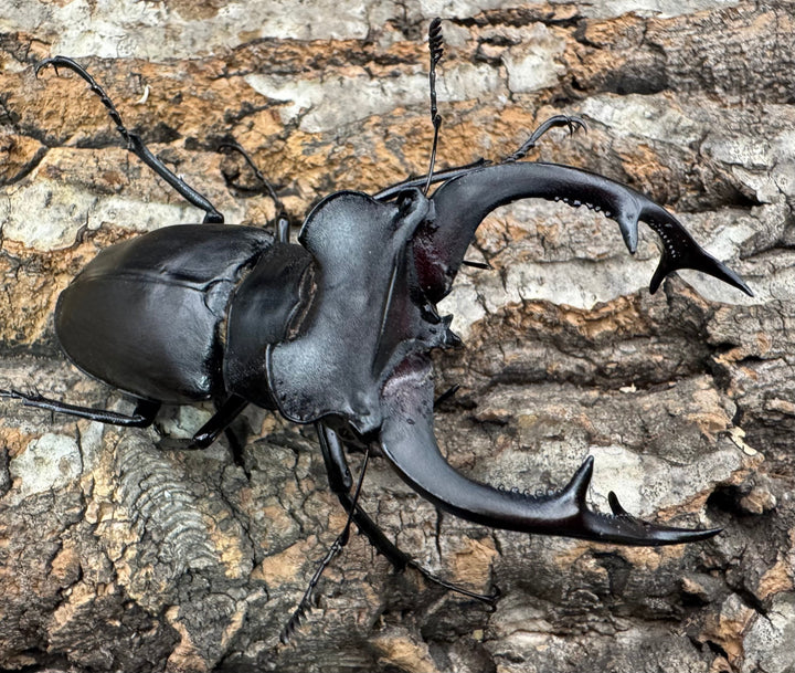 《アクベシアヌスミヤマ 84mm ペア》