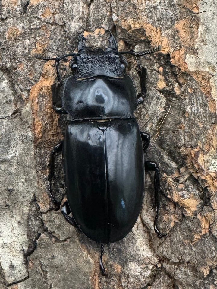 【WD】《セアカフタマタ（パリーフタマタ） 71mm A'品ペア》