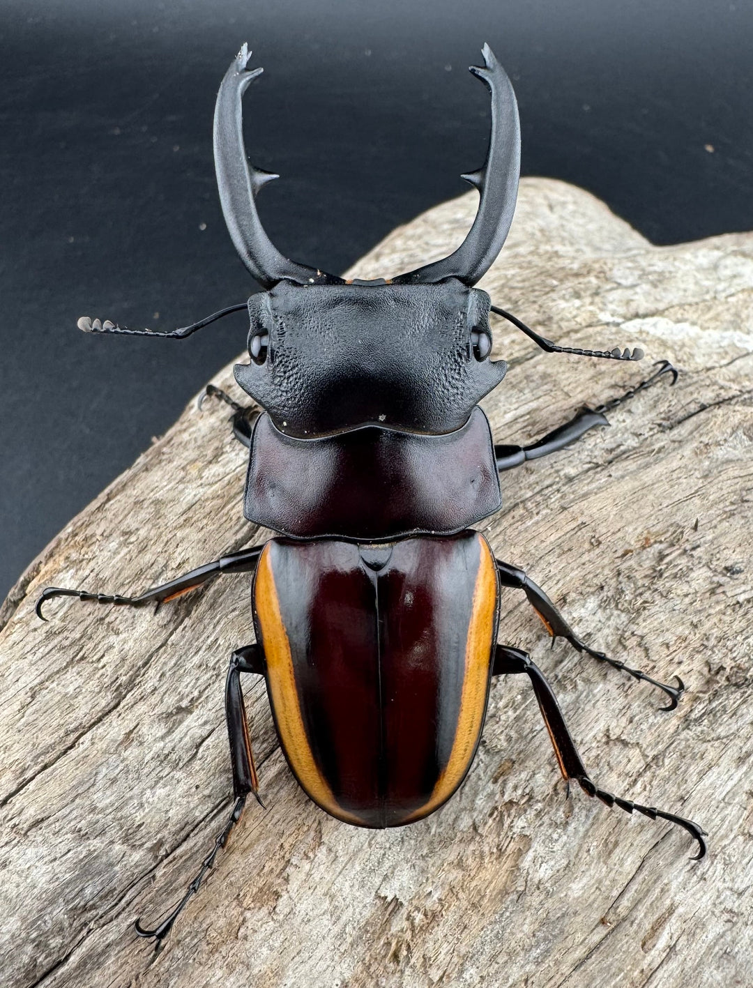 【WD】《スチーブンスツヤ亜種duivenbodei 大歯 67.5mm ペア》