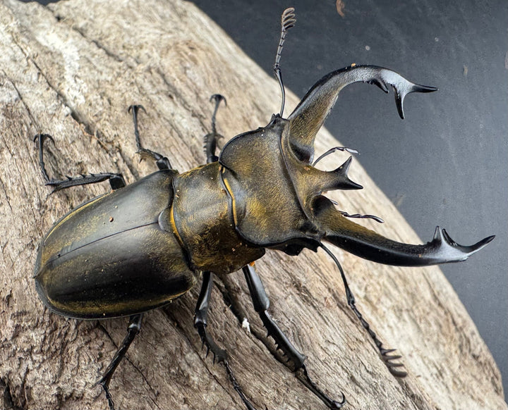 【WD】《フルキフェルミヤマ 64mm ペア》