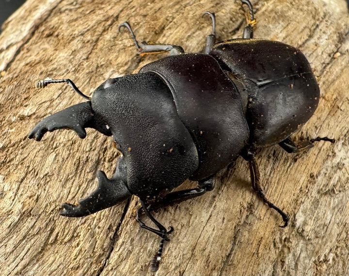 【WD】《タウルスヒラタ パラワン亜種 ロハス産 43.5mm A’品ペア》