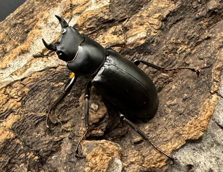 【WD】《ドルクス タオ 27mm B品ペア》