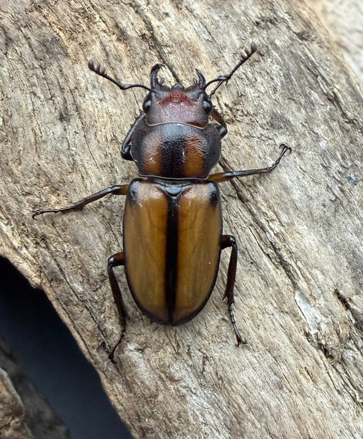 【F0】《エルサホソアカ 剣河県産 36mm ♂♀♀トリオ》