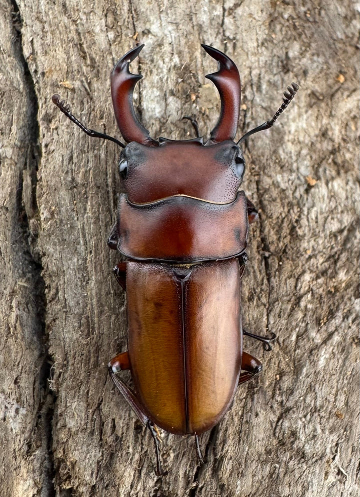 【WD】大型《エレガントゥルスコクワ亜種akaishii 27mm ペア》